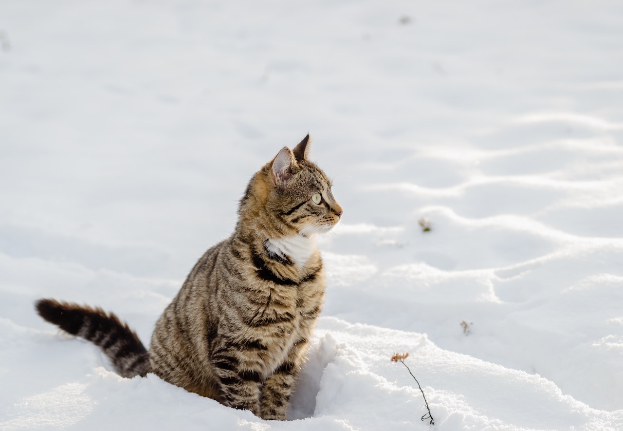 Cat sitting in the snow