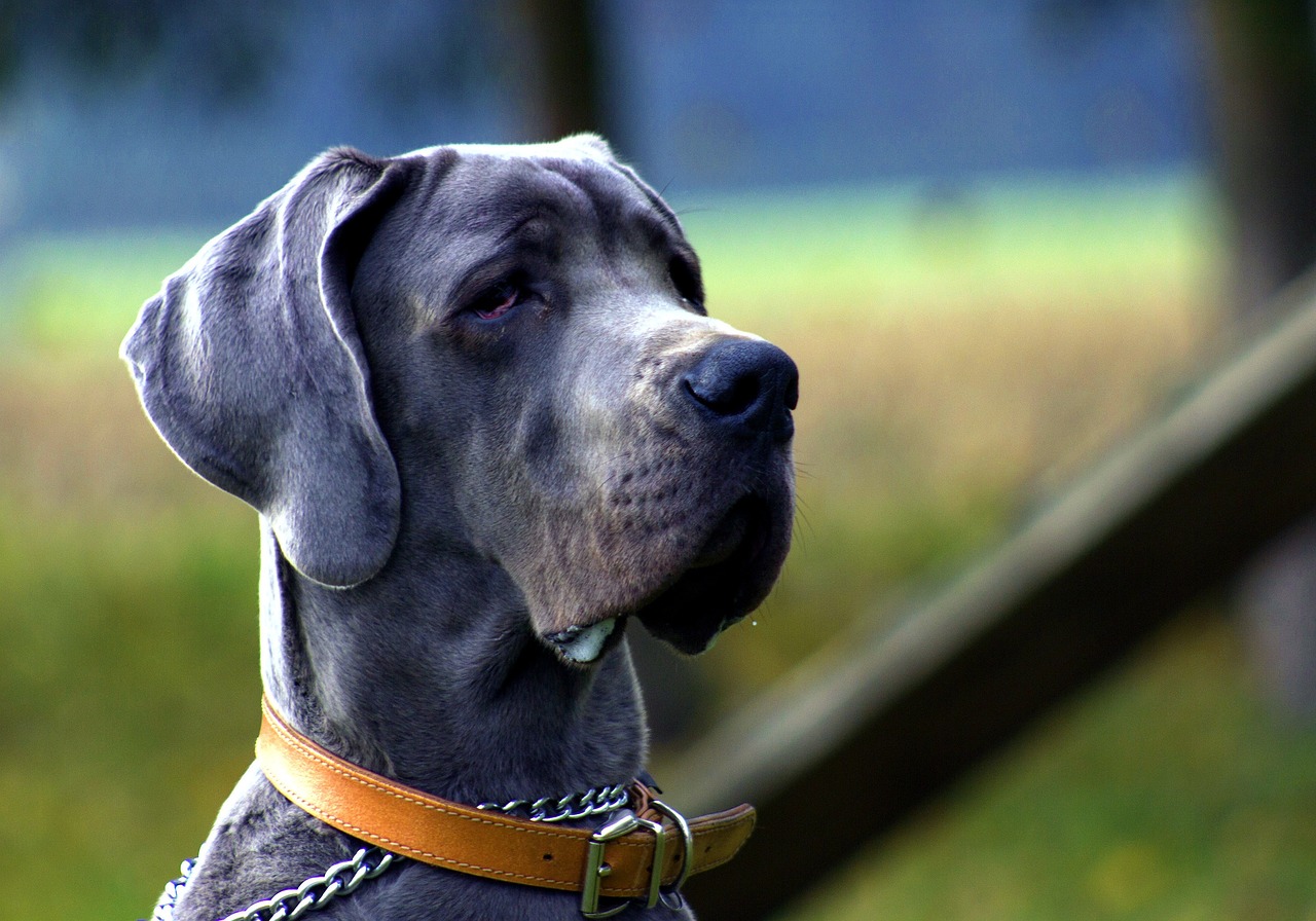 Gray dog drooling outside