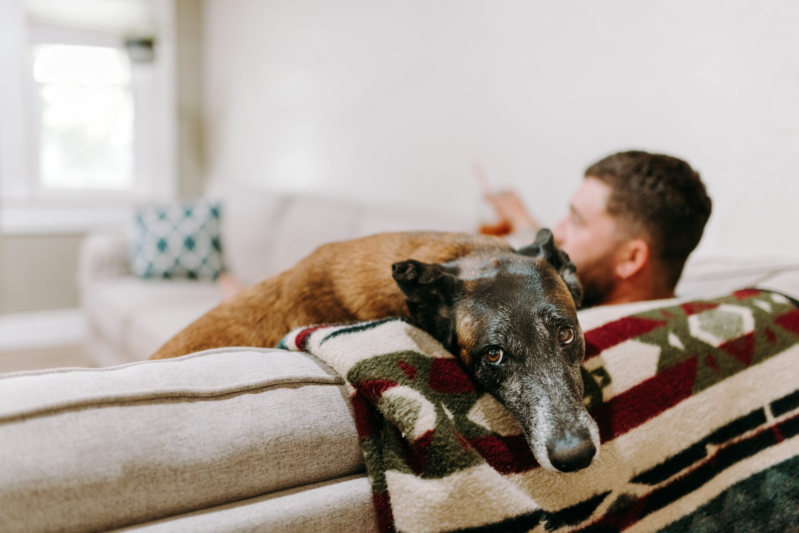 Dog sitting on the couch with their owner looking sad at the camera