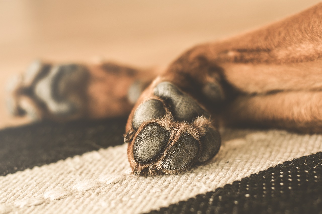 Brown dog’s paws laying on rug