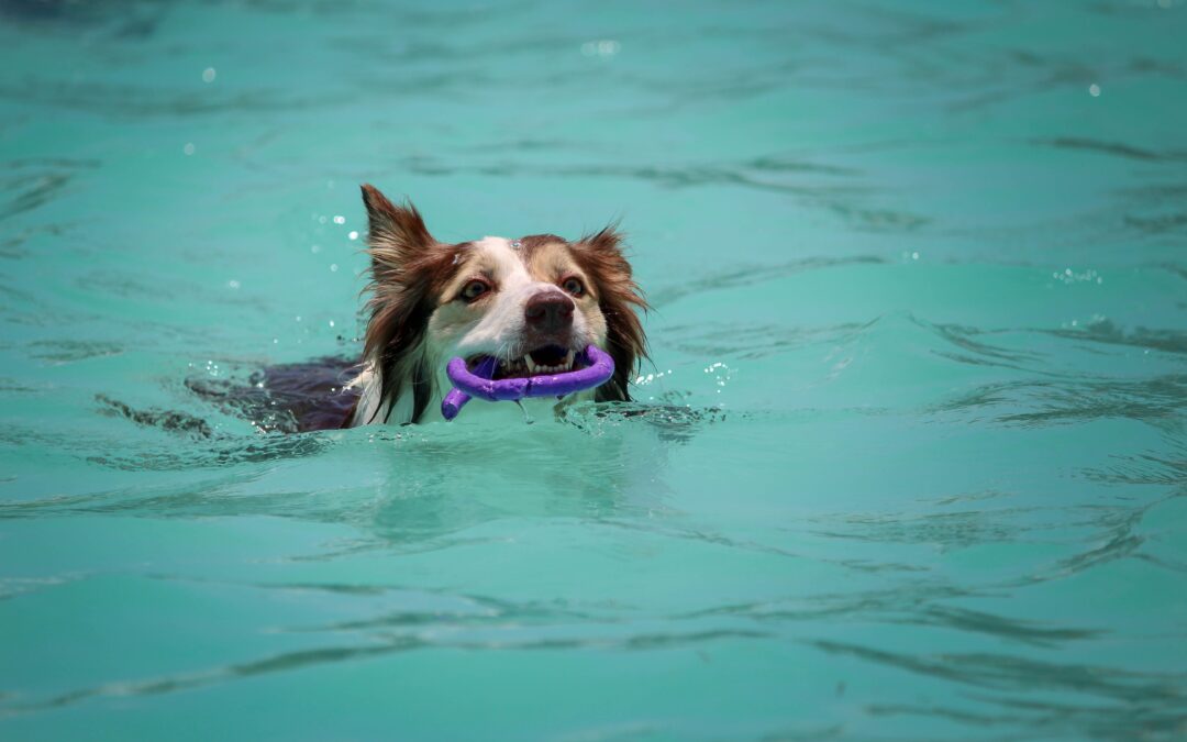 Ensuring the Safety of Your Pets during Swimming