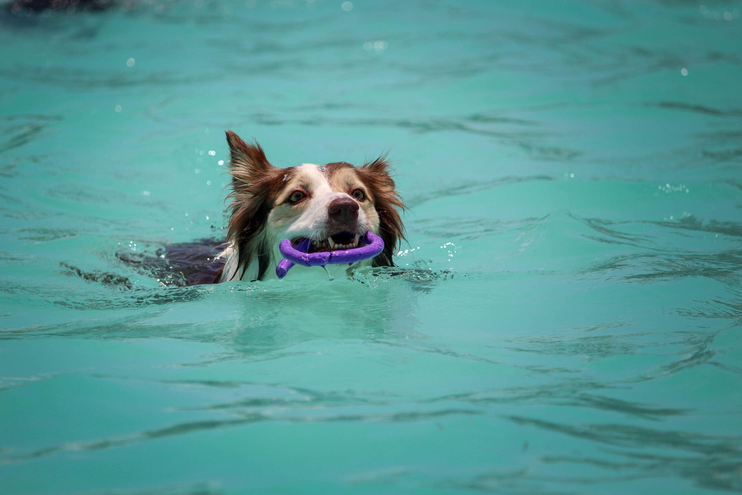 Australian Shepherd playing fetch in the water