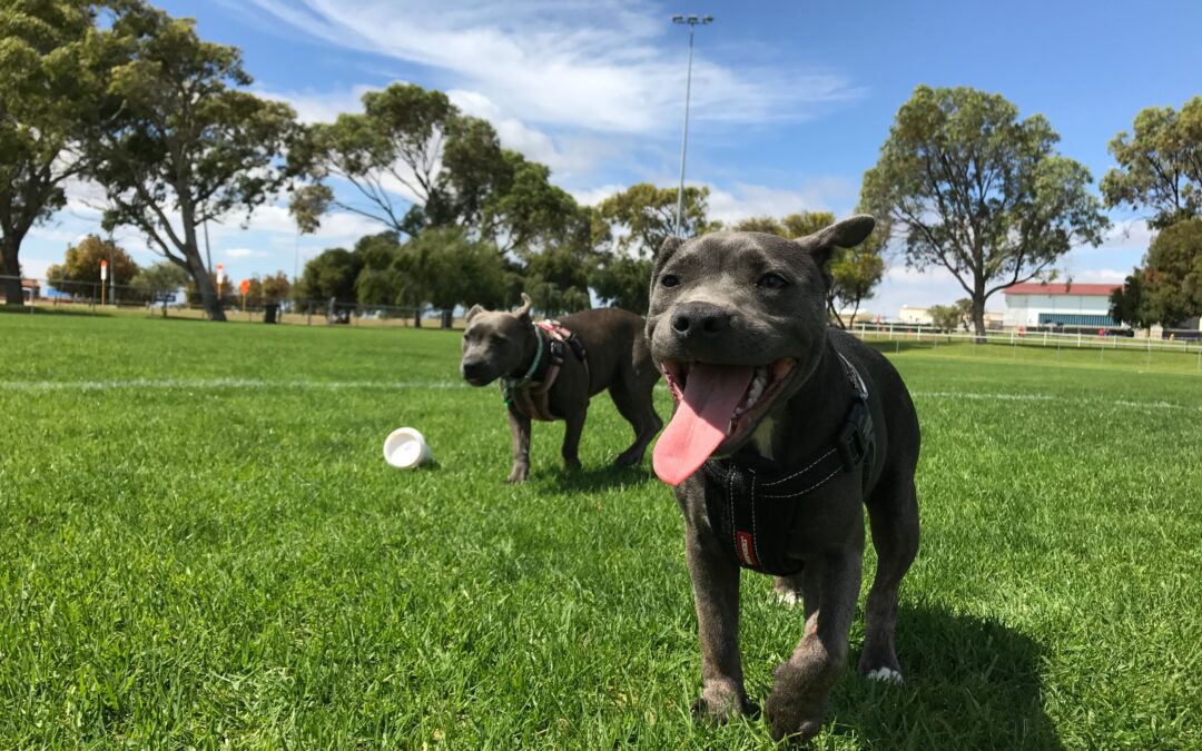 Safely Enjoy the Outdoors: 4 Vital Tips for Dog Park Safety