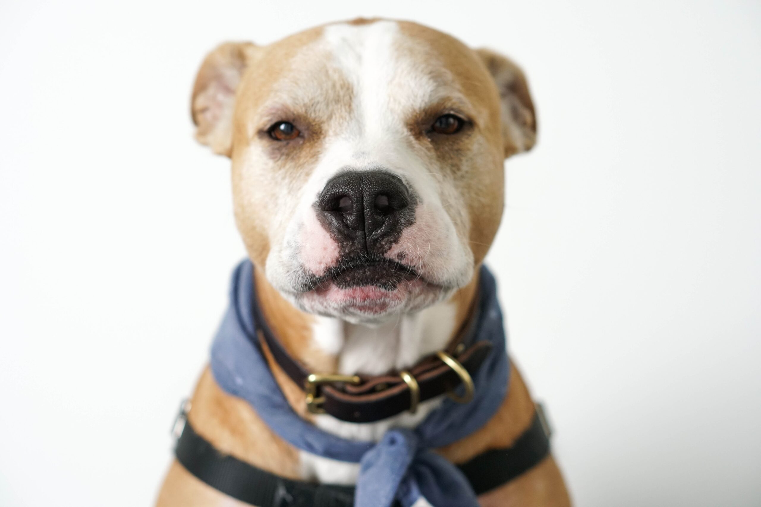 An old dog wearing a bandana looking directly into the camera