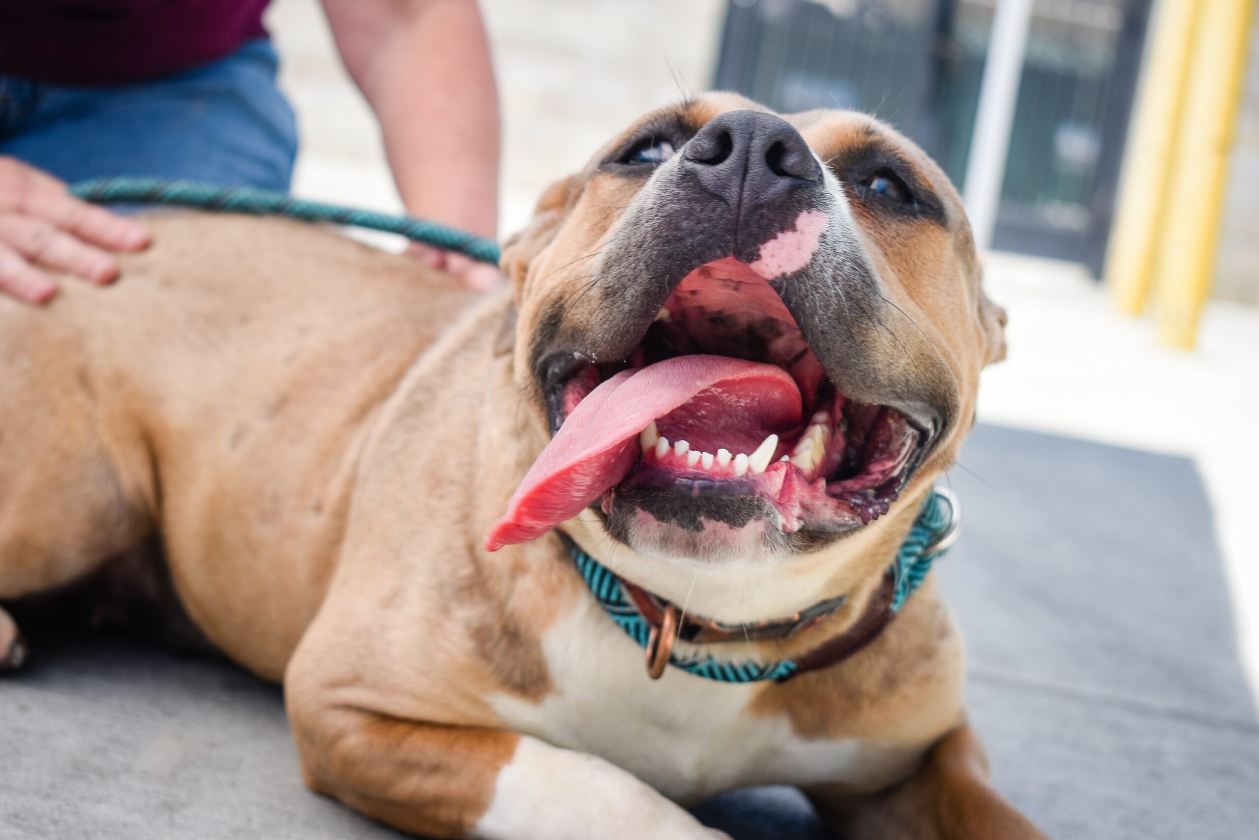 Pitbull smiling at a camera