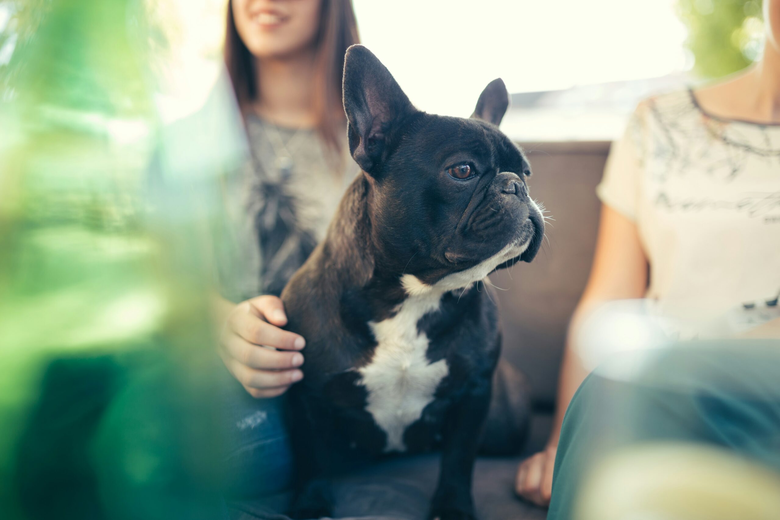 French bulldog sitting on its owner’s lap