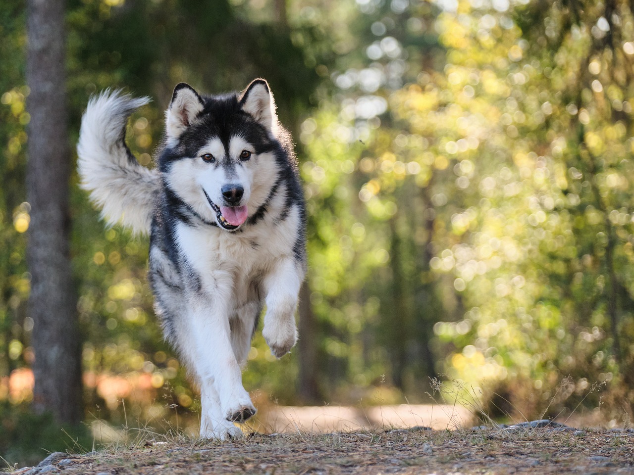 Husky running through grass