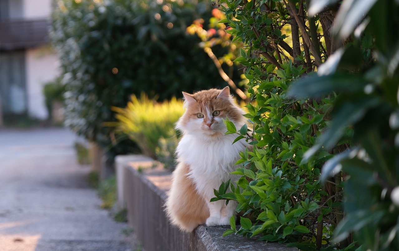 Maine coon cat sitting on ledge outside