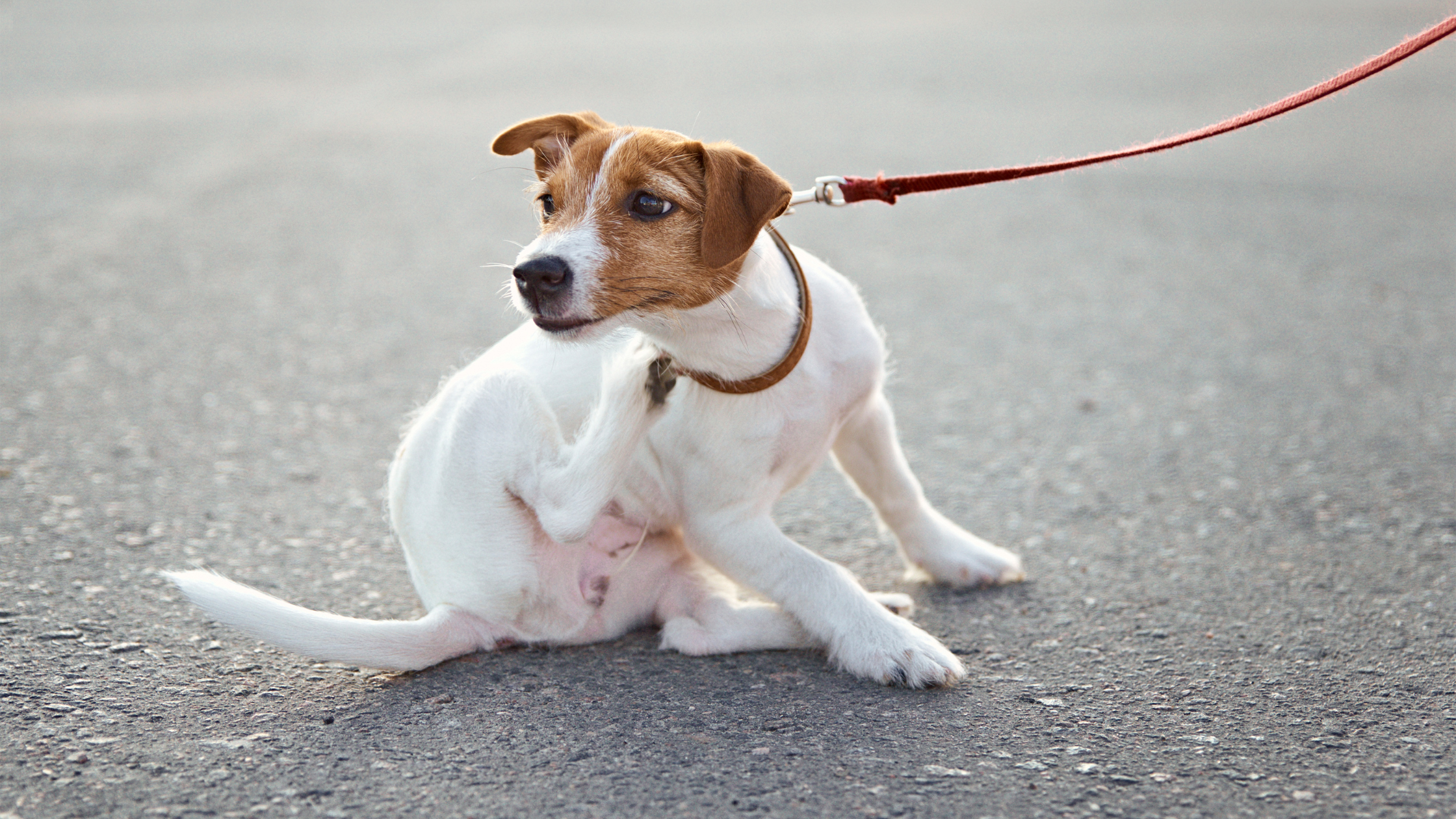 Dog on leash itching