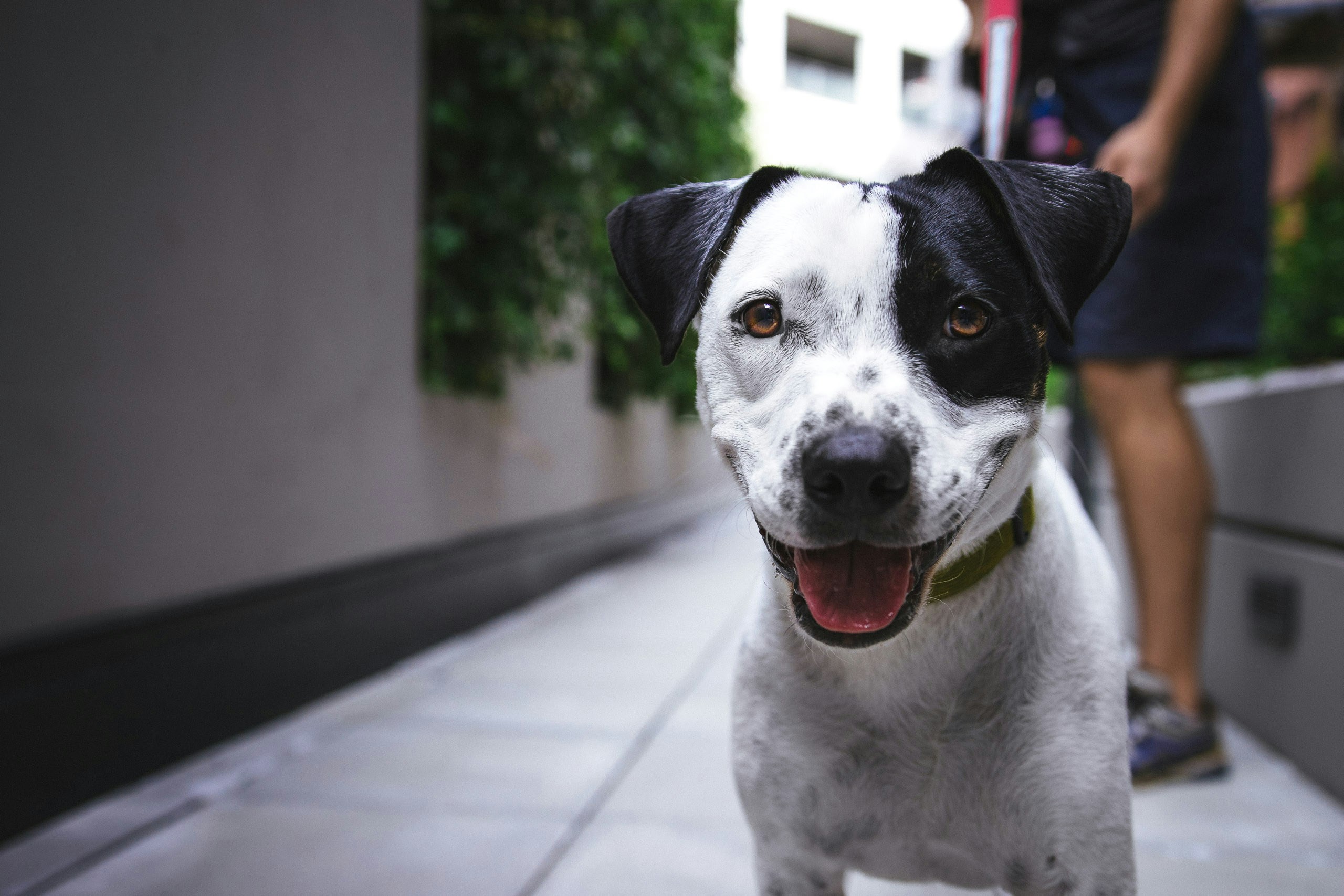 White and black American pit bull terrier