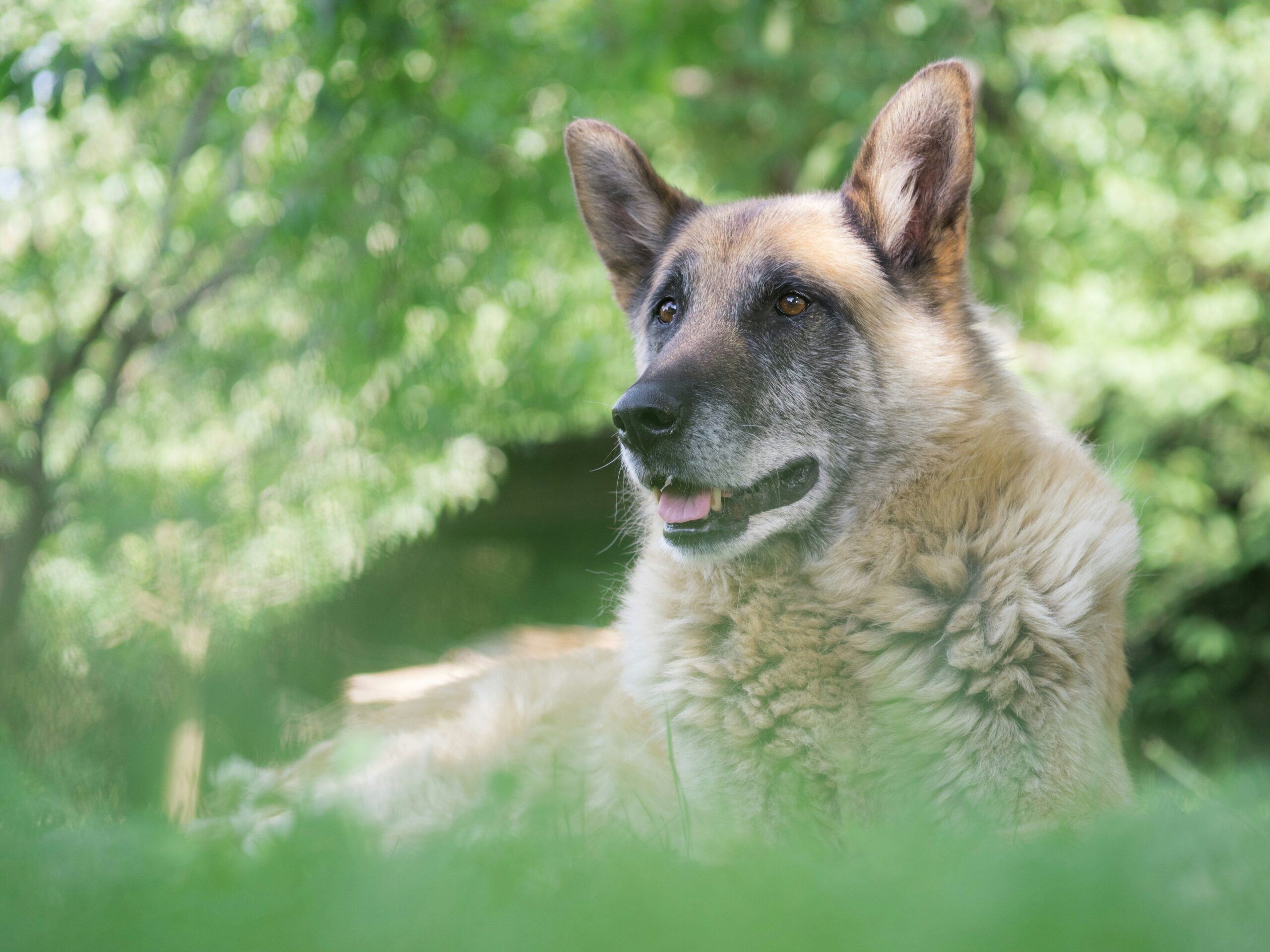 A German Shepherd lying on the grass with a slightly open mouth, looking attentive