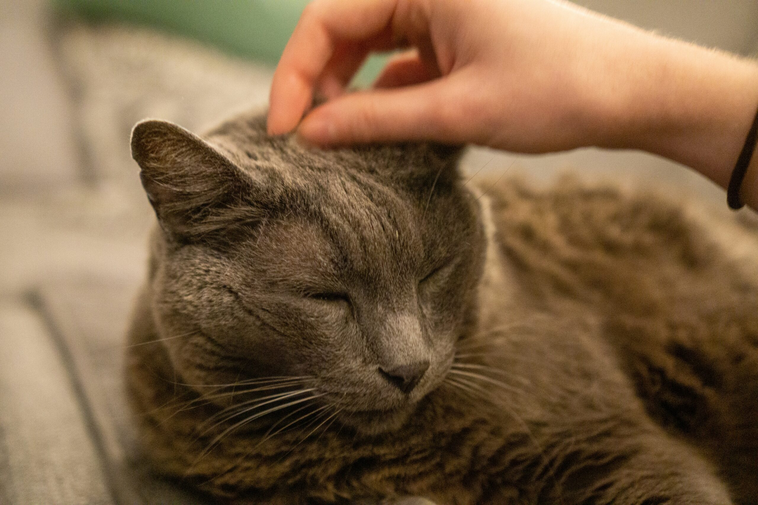 Grey cat with eyes closed as owner pets them