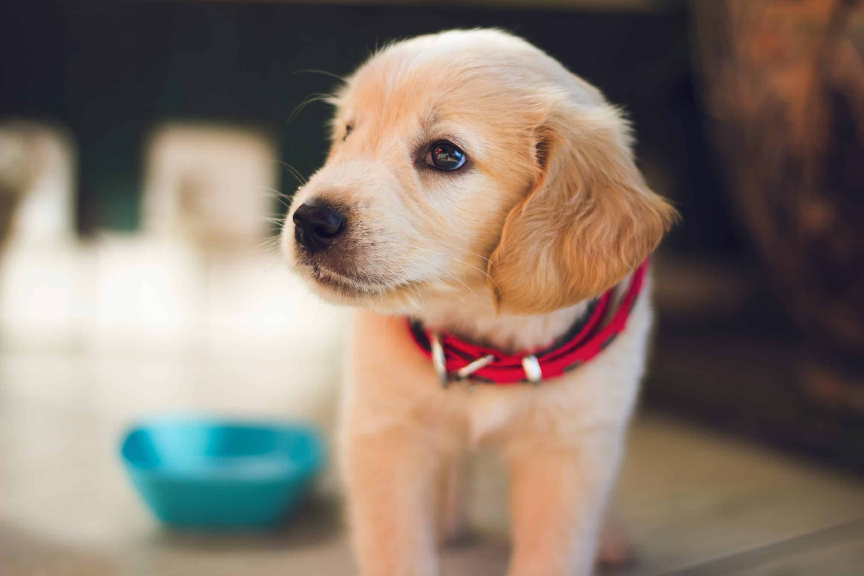 A golden retriever puppy wearing a red collar, standing near a blue bowl