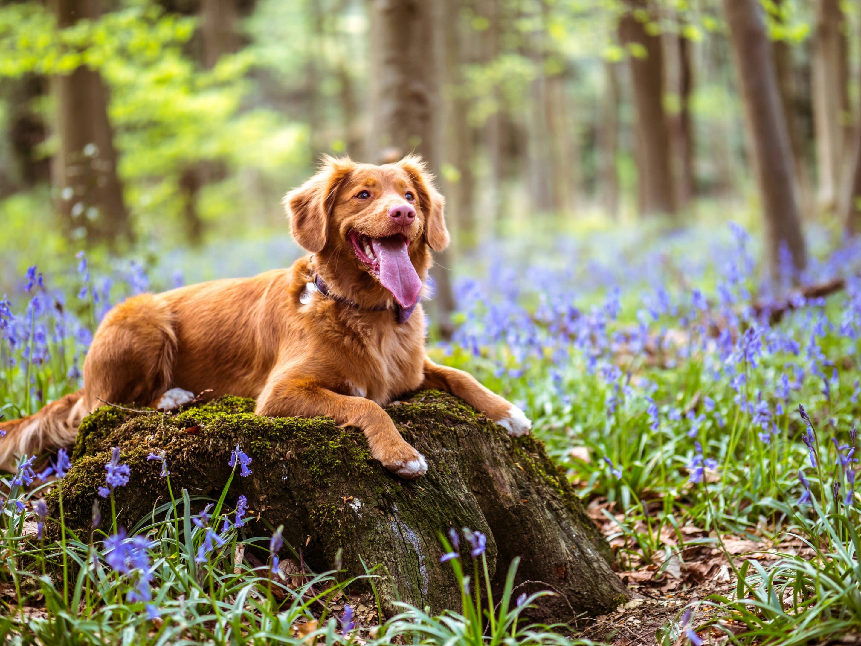 A happy brown dog sitting on a moss-covered tree stump surrounded by blooming bluebells in a peaceful forest