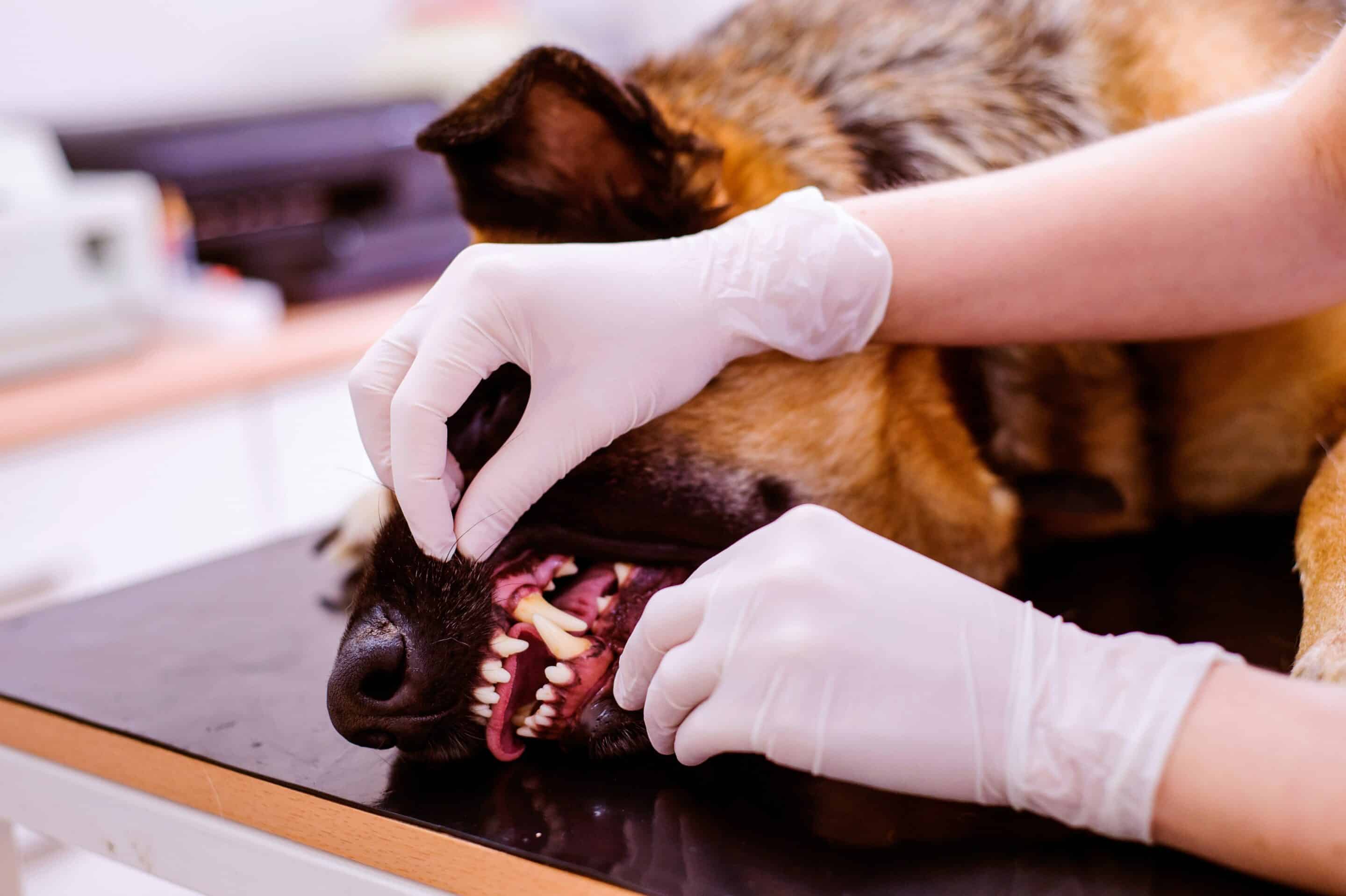German Shephard getting teeth checked