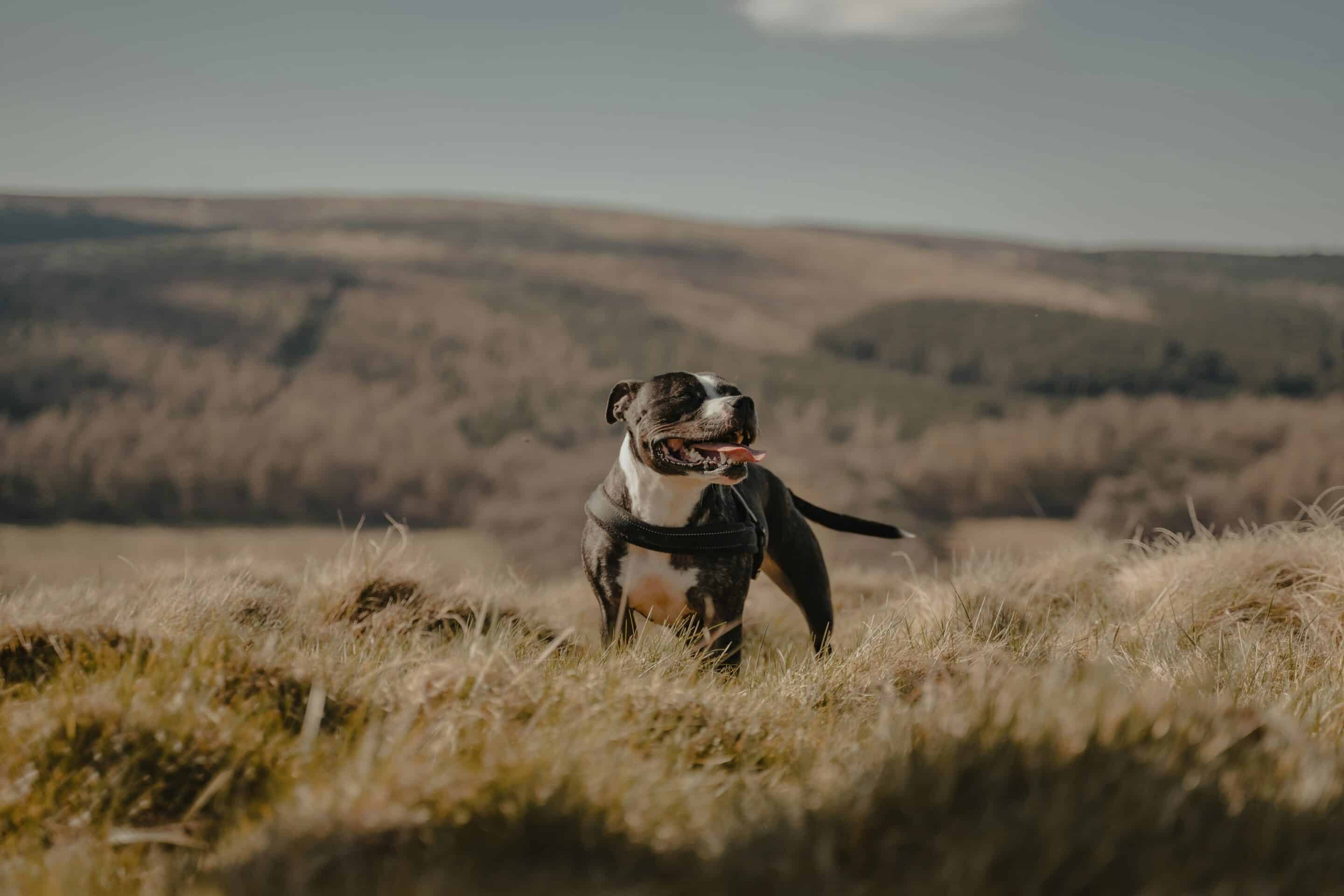 A dog stands in a grassy field with a hill rising in the background under a clear blue sky