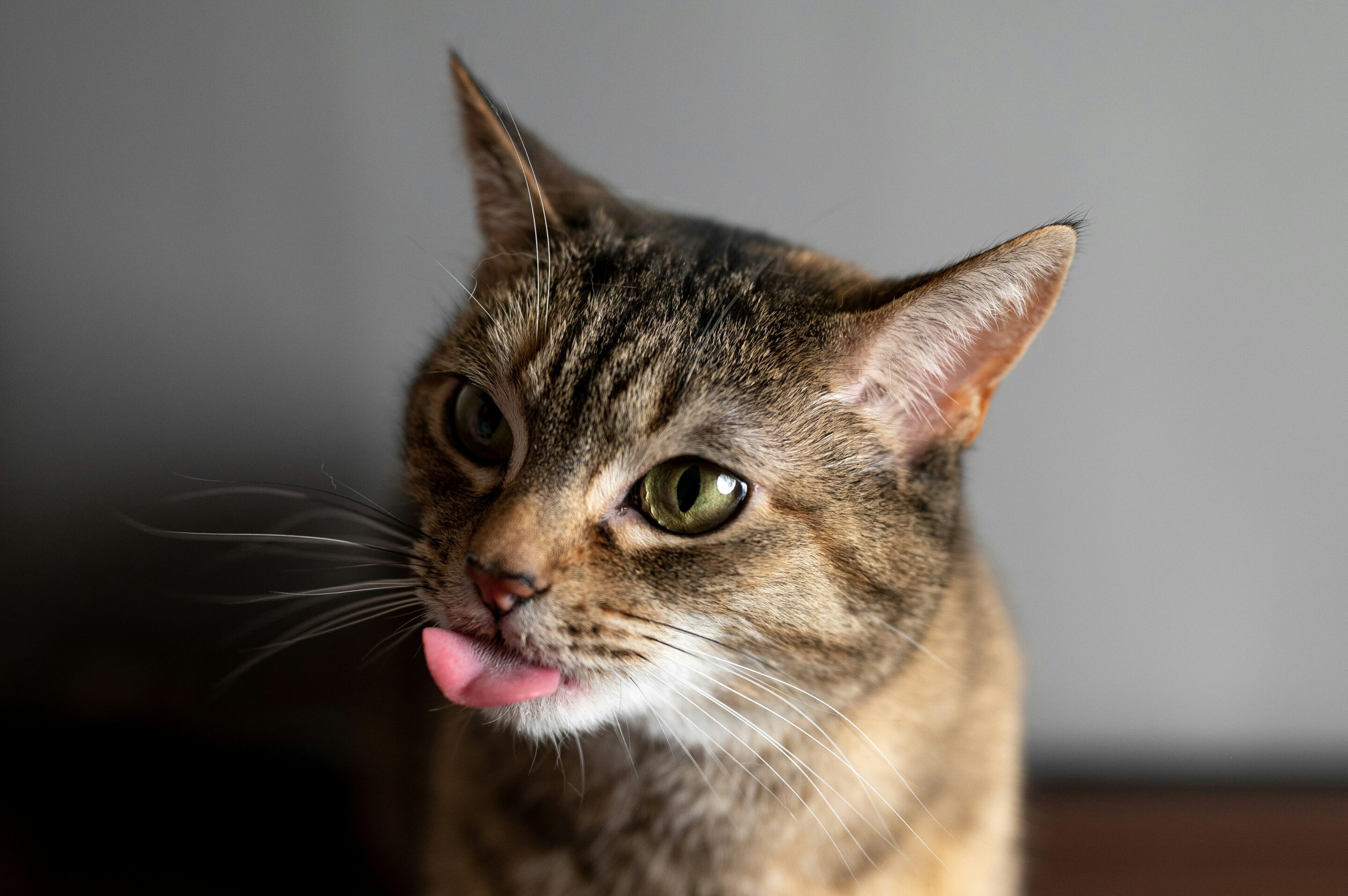 Close-up of a brown tabby cat with its tongue sticking out