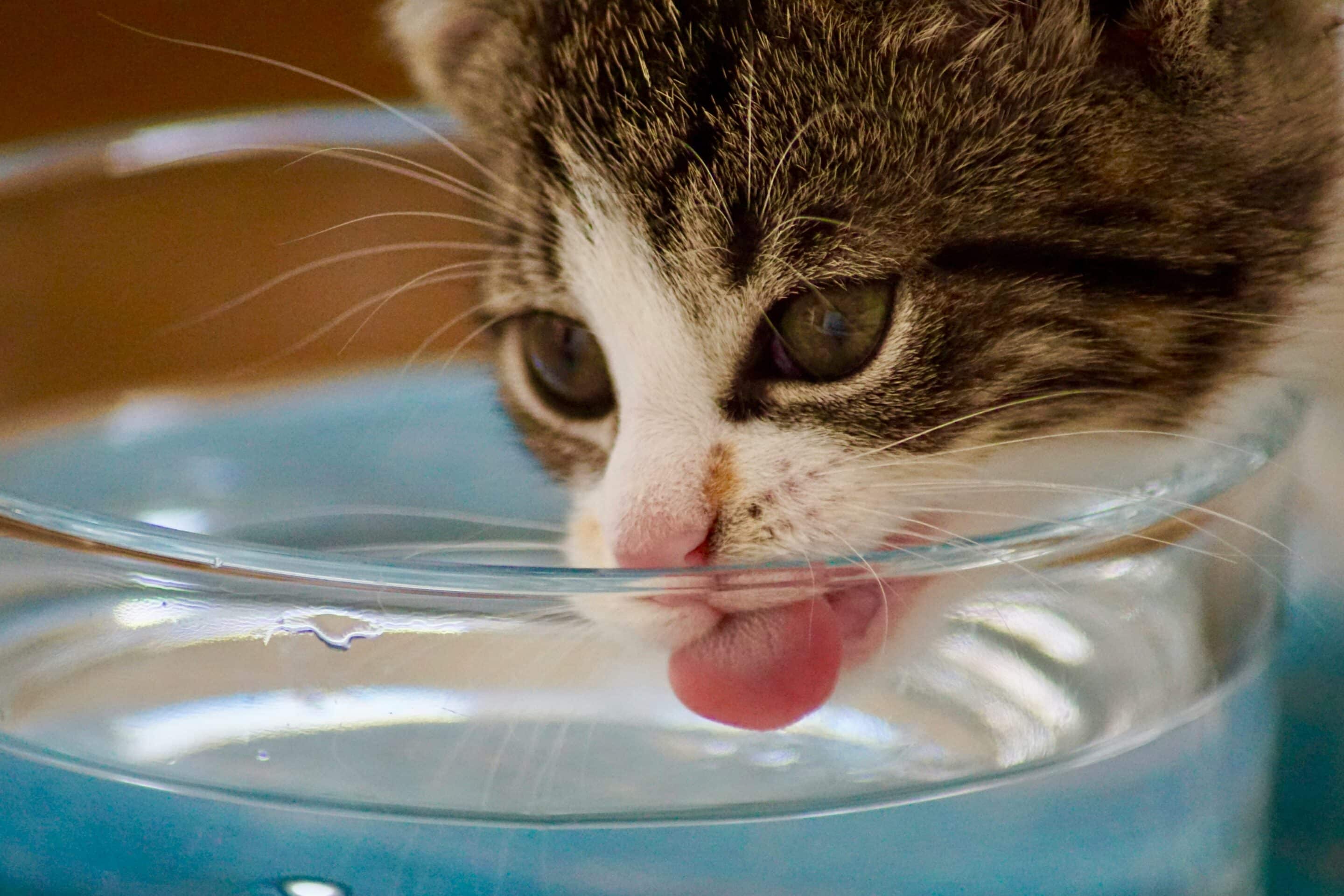 Close-up of a gray and white kitten drinking water from a glass bowl